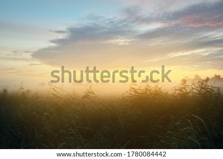 Country field in a fog at sunrise. Tree silhouettes in the background. Pure golden morning sunlight. Epic cloudscape. Idyllic rural scene. Concept art, fairy tale, unicorn colors