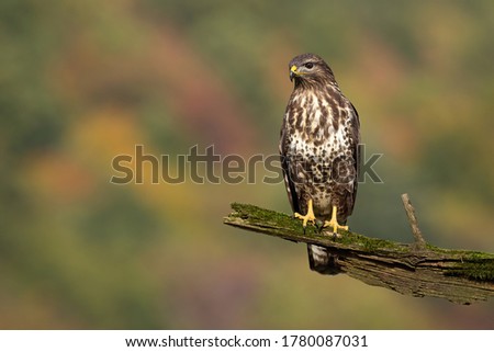 Proud common buzzard, buteo buteo, sitting on branch in summer. Majestic bird observing surrounding on bough with moss. Feathered animal looking on wood from front view with copy space. Royalty-Free Stock Photo #1780087031