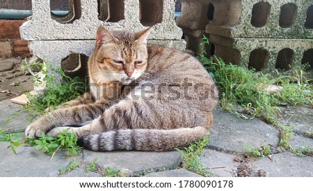 A cute fat cat with the color of striped fur like a tiger. Close your eyes on the sidewalk. The brick floor has green grass growing between the bricks and the back is a large gray block.