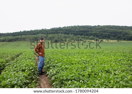 A farmer stands on a field of green soybeans. Agricultural industry