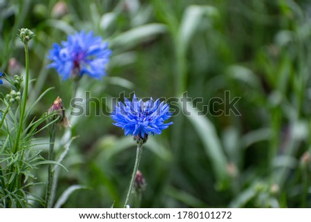 cluse up blue Cornflower on field