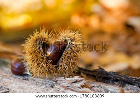 Chestnuts closeup on wood in autumn forest, golden background, shallow depth of field Royalty-Free Stock Photo #1780103609