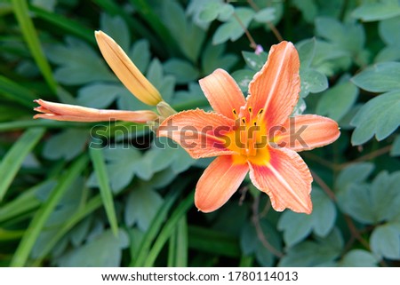 Amazing Orange Lily flowers on deep green leaves on background. Seasonal Gardening. Floral image. Beautiful Wallpaper or screensaver photography. Selective focus.