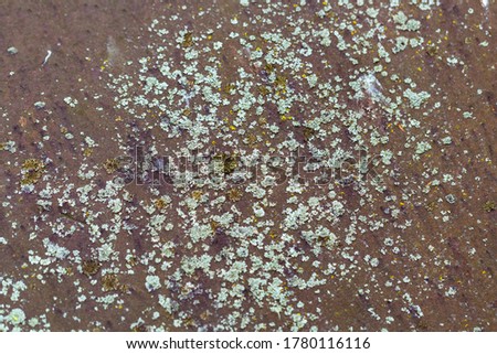 Abstract grunge background. Rust metal surface with lichens. Old dirt surface. Brown background