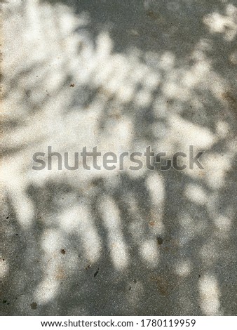 The shadow layout from the leaves on the concrete floor