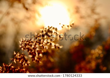 Background and blur images of Chrysopogon aciculatus flower