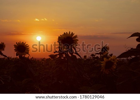 Sunflower plantation, with a beautiful sunset