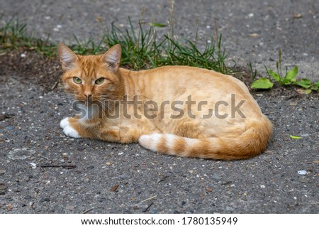 Ginger street stray cat. Beautiful homeless ginger cat.