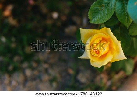 Roses. Beautiful yellow climbing rose blooming in summer garden. Yellow Roses flowers growing outdoors.