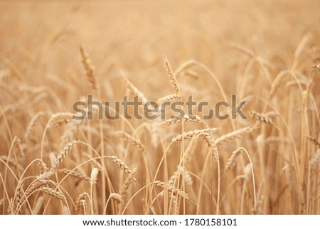 Wheat natural field on the sunset beutiful picture background. Harvest of summer
