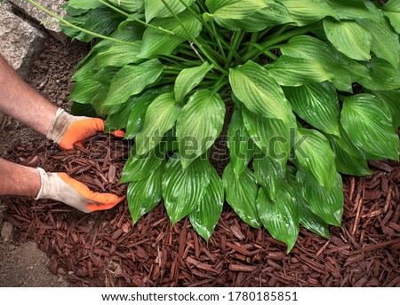 Closeup man wearing gardening gloves spreading brown mulch chips around hosta plants in garden to control weeds during a yard landscaping, creating decorative borders, soil, fall, spring Royalty-Free Stock Photo #1780185851