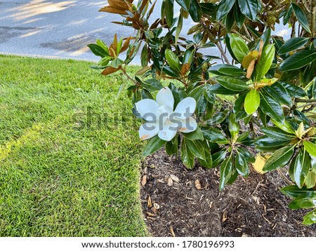 Single magnolia flower on a tree during the summer in a landscaped bed.