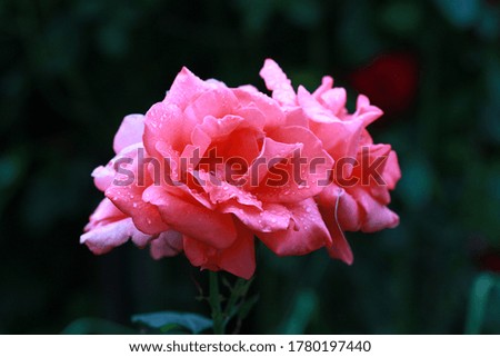 Soft pink rose flower on a dark background after rain, close-up, macro. Selective focus, space for text.
