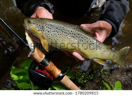 Just catched brown trout close up in the hands of fisherman. Handmade vobler in the mouse of salmon fish. Spinning trout fishing horizontal photo. Quality picture of  trout fish.
