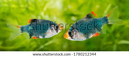 Puntius tetrazona -  an aquarium fish