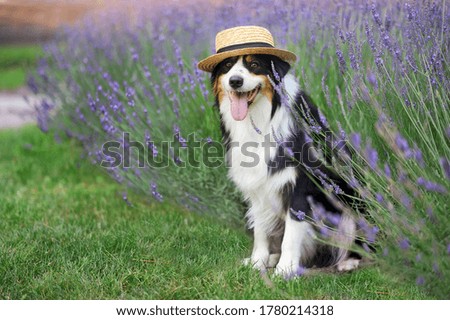 Full length picture of a sitting aussie at the summer garden