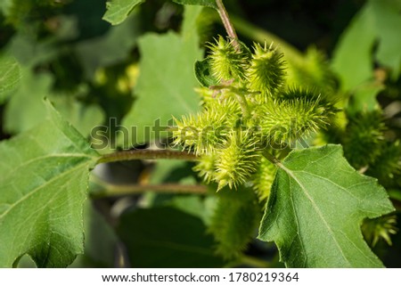 Rough cocklebur green seeds close-up Xanthium strumarium. Detail of the leaves and seeds of large cocklebur Royalty-Free Stock Photo #1780219364