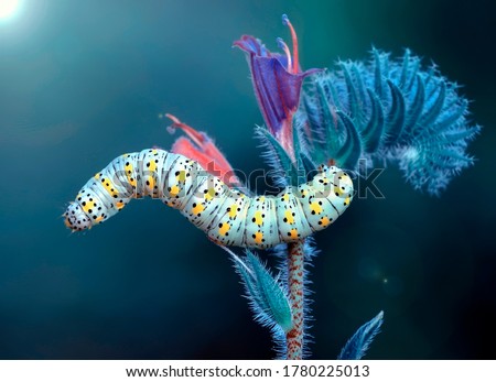 Close up beautiful caterpillar of swallowtail  Royalty-Free Stock Photo #1780225013
