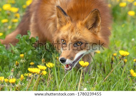 Outdoor portrait of red Fox in green grass and yellow flowers.