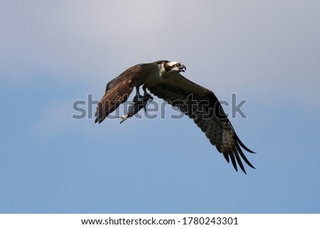 Osprey bird hunting for fish