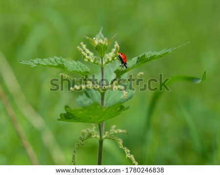 ladybug walking down a leaf of a plant, green background