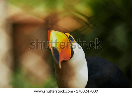 Photograph of a toucan staring at the camera