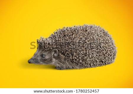 Cute little small hedgehog with spiky fur