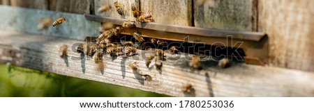 A lot of bees returning to bee hive and entering beehive with collected floral nectar and flower pollen. Swarm of bees collecting nectar from flowers. Healthy organic farm honey Royalty-Free Stock Photo #1780253036