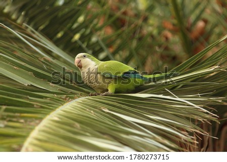 green parrot on a green palm leaf