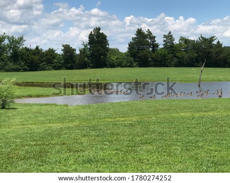 Geese on pond on summer day