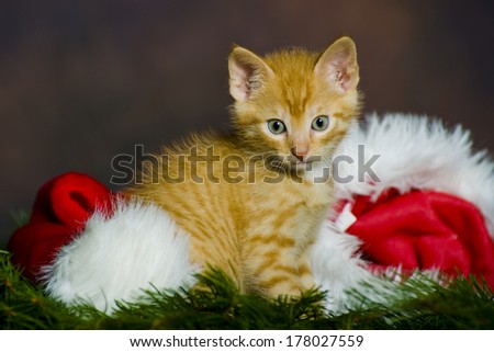 christmas kitten