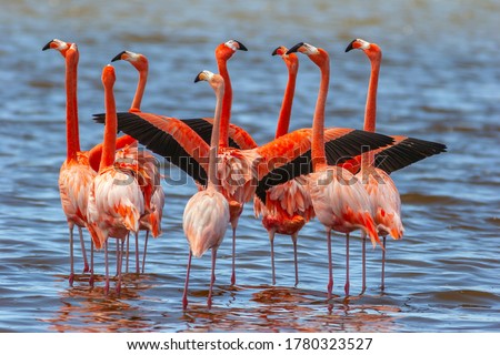American flamingo,Phoenicopterus ruber, is a large species of flamingo closely related to the greater flamingo and Chilean flamingo Royalty-Free Stock Photo #1780323527