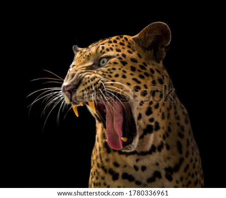 A roaring leopard looks fierce on a black background.