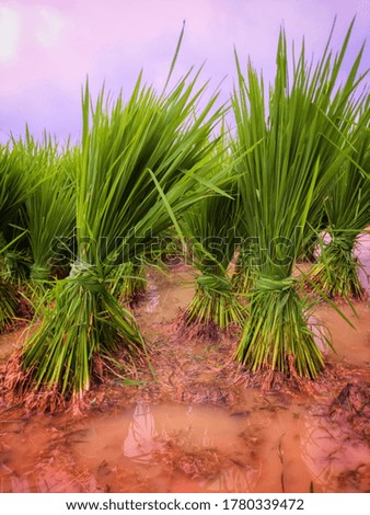 This is the paddy plants