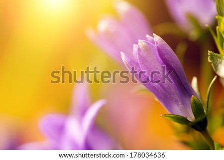 Beautiful flower super macro