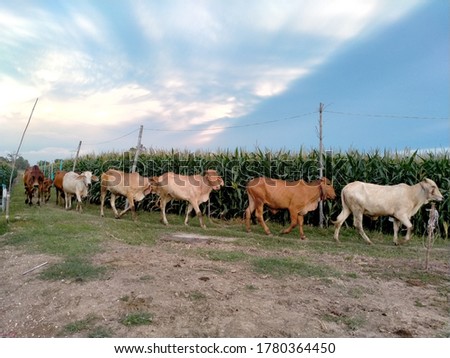 A picture of a herd of cows walking in a corn field.