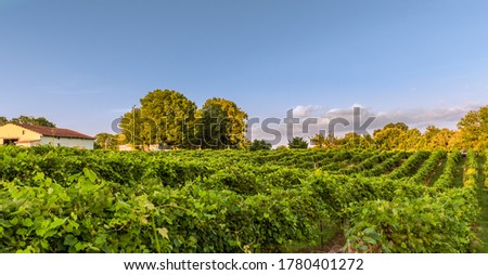 View of Midwestern vineyard rows on the hill before sunset; large trees, blue sky with light clouds and woods in background