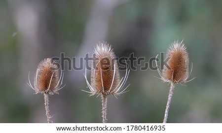 brown seed heads of a teasel with natural grey and green background 