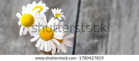 Fresh camomile flowers from the garden. Country style background. Social media banner or header.