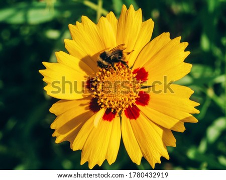 Bumblebee on beautiful yellow flowers blooming in garden. Natural green background.