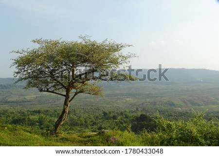 
a tree on the edge of a cliff of Watu Ondo tuban east java