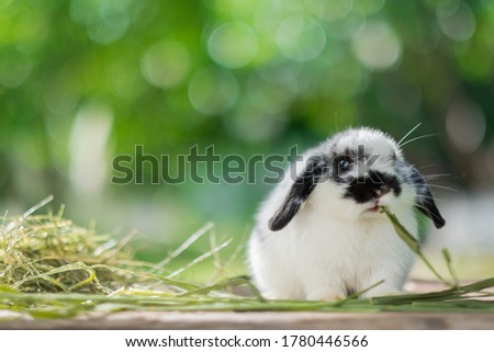 rabbit eating grass with bokeh background, bunny pet, holland lop
