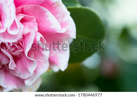 Camellias blooming on the tree in a public park in Galicia (Spain)