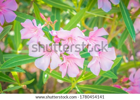Abstract background of plants and flowers. Pastel wallpaper.