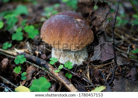 Mushrooms in their natural environment under the shade of trees (raw mushrooms, aspen mushrooms, porcini mushrooms, chanterelles).
