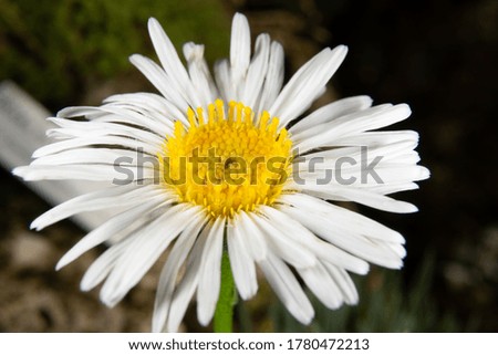 White flower in close up