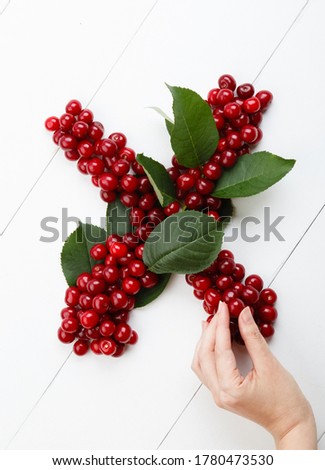 Letter X from summer harvest of cherry on white wooden background. Fruit summer alphabet. Sweet mood font. Woman hand is making a letter X from green leaves and cherry berries. Colorful ABC, Text 