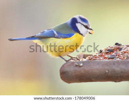 The Blue Tit (Cyanistes caeruleus) on a bird table. 
