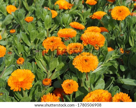 Orange calendula officinalis flowers in full bloom in spring garden