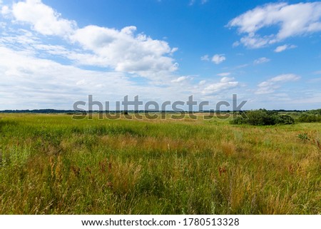 Landscape wild meadow, field with flowers under the blue sky.